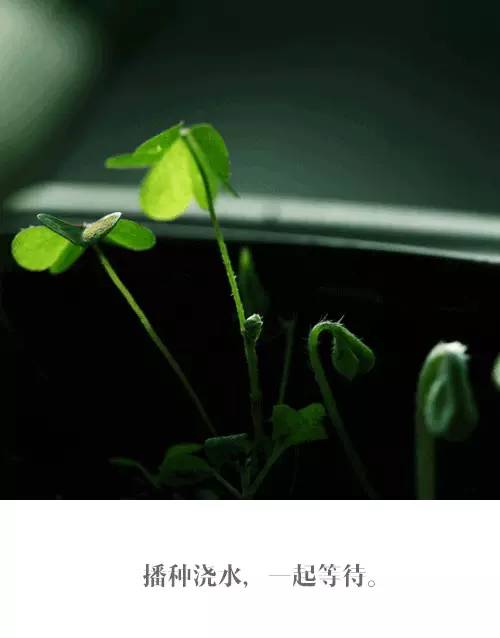 阳台布置成花园到底能是什么样？