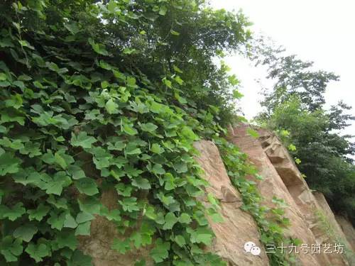 关键时刻能救你一命的野外植物！