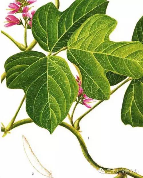 关键时刻能救你一命的野外植物！