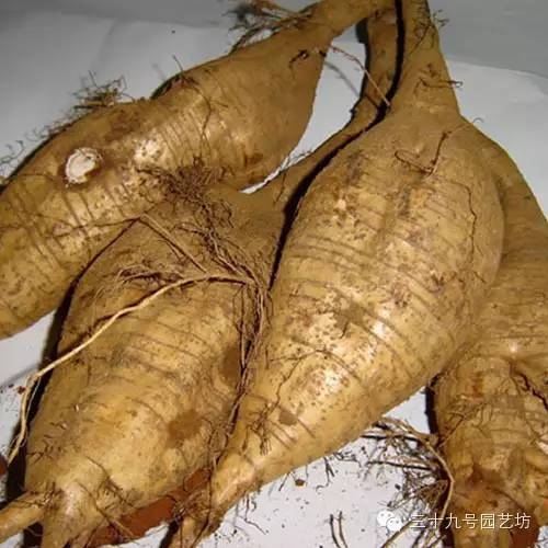 关键时刻能救你一命的野外植物！