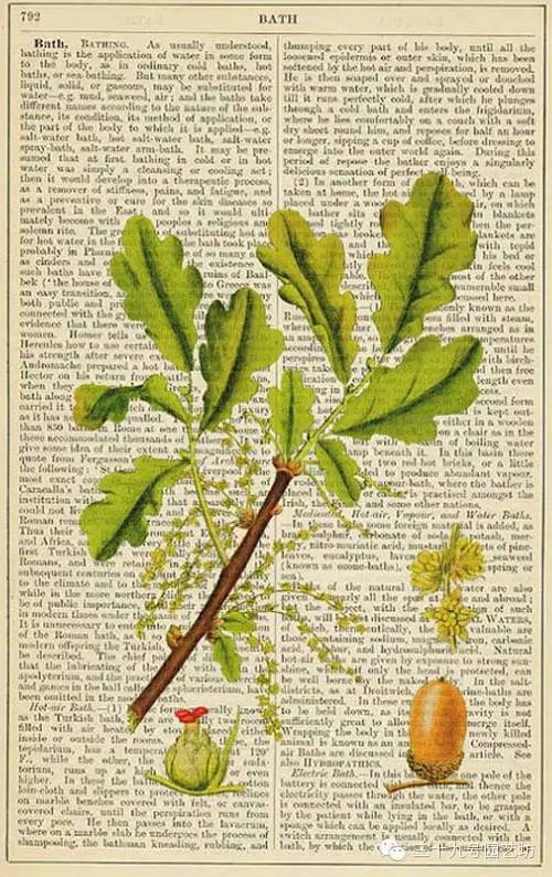 关键时刻能救你一命的野外植物！