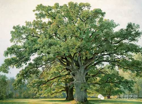 关键时刻能救你一命的野外植物！