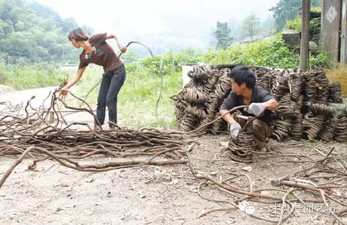 关键时刻能救你一命的野外植物！