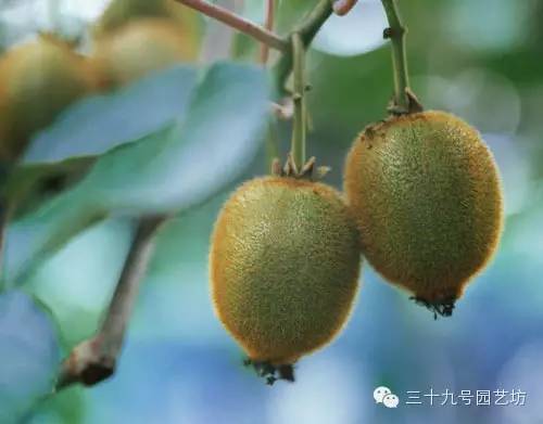 关键时刻能救你一命的野外植物！