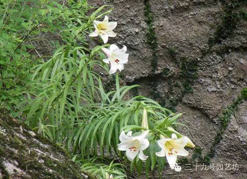 关键时刻能救你一命的野外植物！