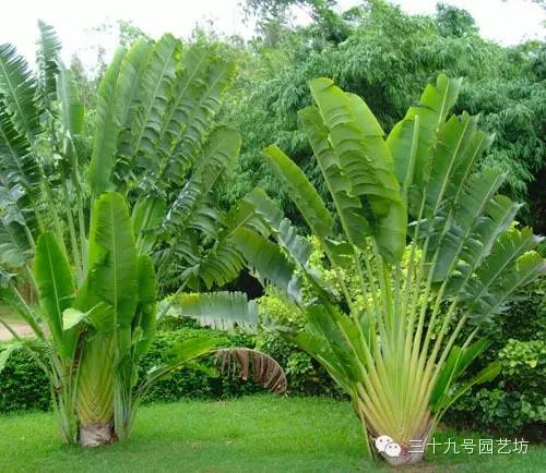 关键时刻能救你一命的野外植物！