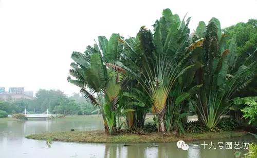 关键时刻能救你一命的野外植物！