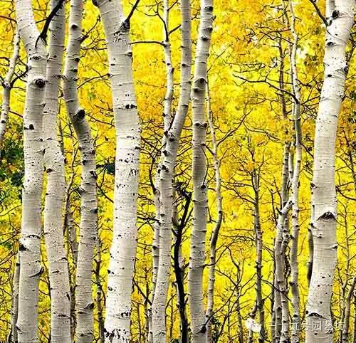 关键时刻能救你一命的野外植物！