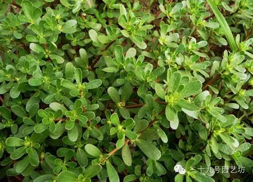 关键时刻能救你一命的野外植物！
