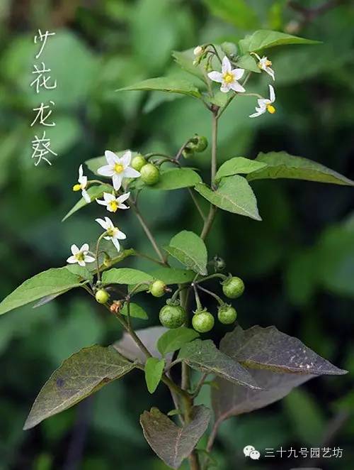 关键时刻能救你一命的野外植物！