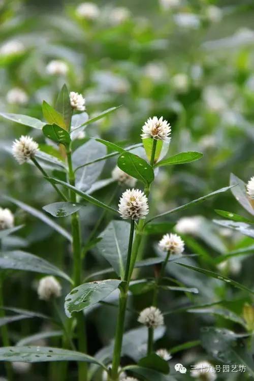 关键时刻能救你一命的野外植物！