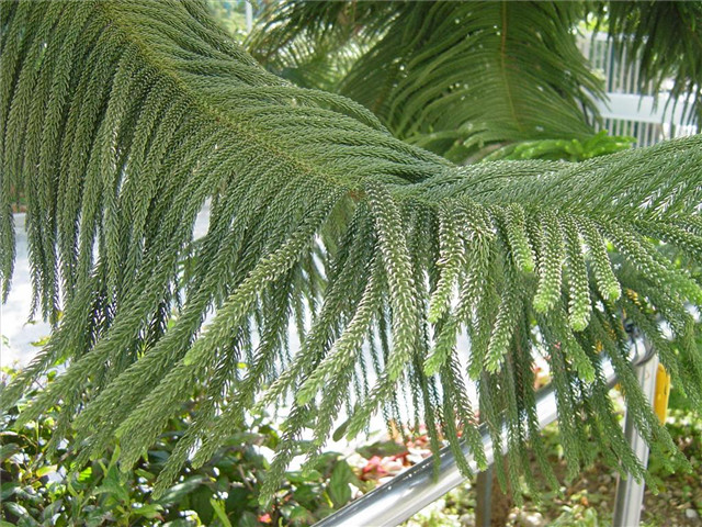 100种常见路边植物