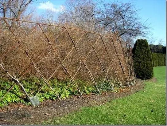 竹藤的魅力 · 清新雅致