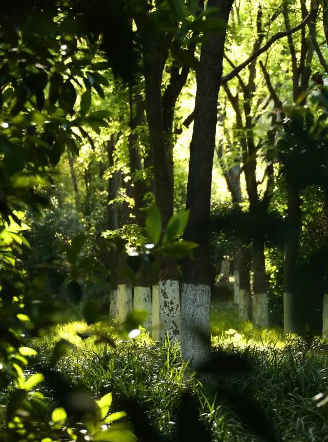 绿化率100%，最有个性的楼盘！