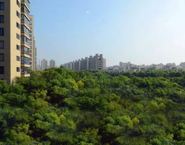 绿化率100%，最有个性的楼盘！