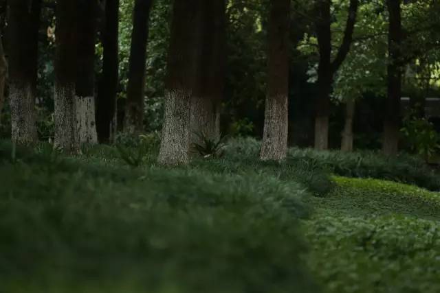 绿化率100%，最有个性的楼盘！