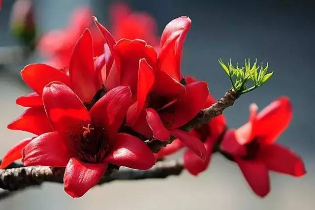 干货 · 各城市苗木品种种植大全