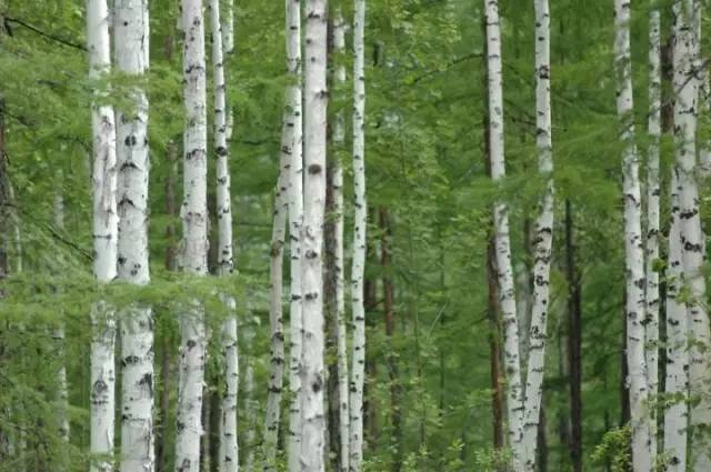 干货 · 各城市苗木品种种植大全