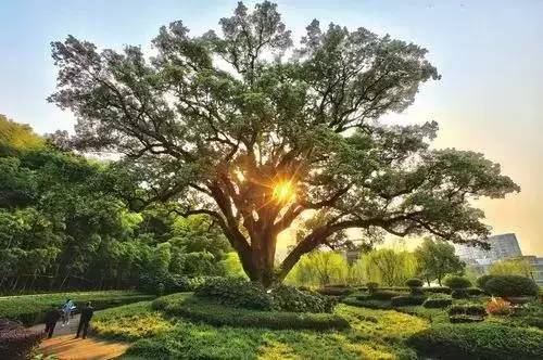 干货 · 各城市苗木品种种植大全