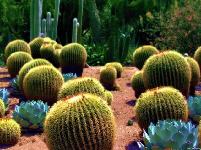 50款 · 绝美的外国的园林艺术欣赏