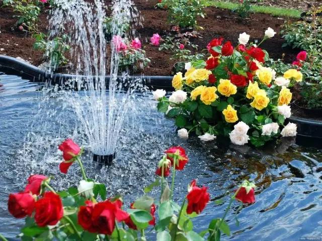 50款 · 绝美的外国的园林艺术欣赏