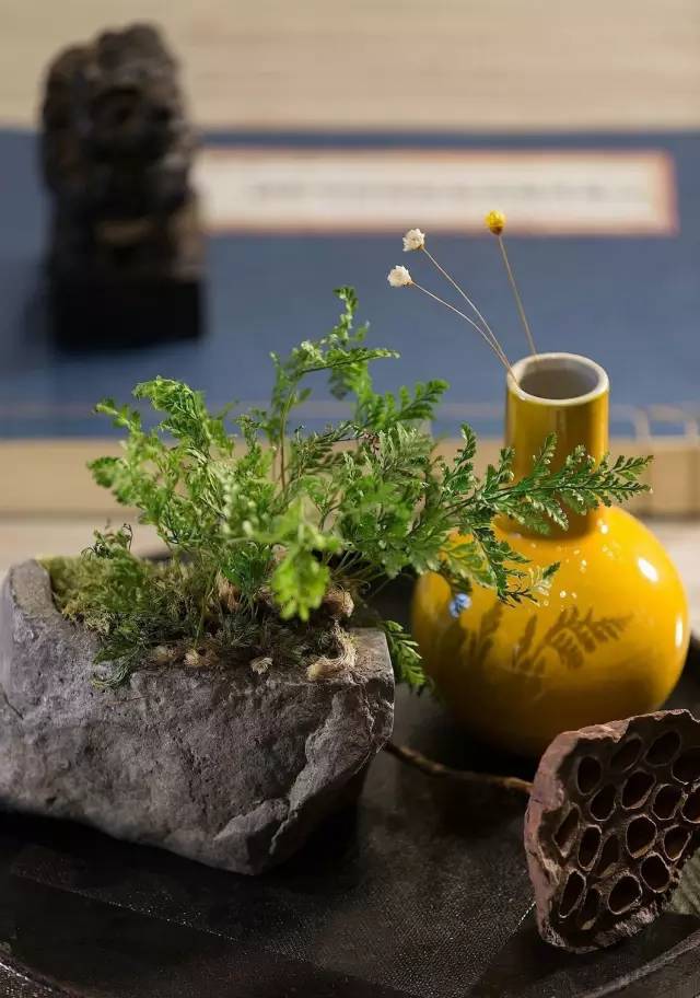 盆栽，美化了家！