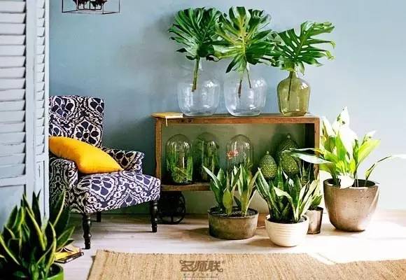 盆栽，美化了家！