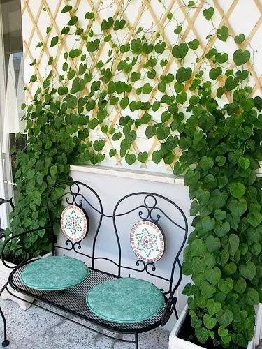 盆栽，美化了家！