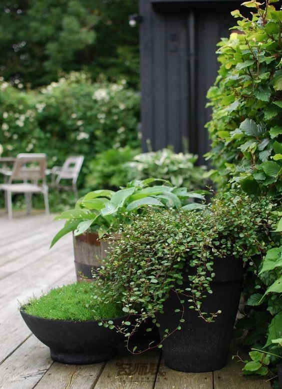 盆栽，美化了家！