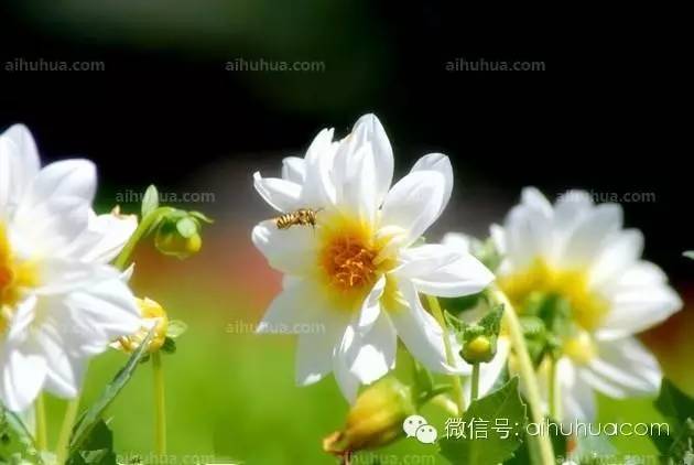 可以拿来饮用的花，送给爱美的你