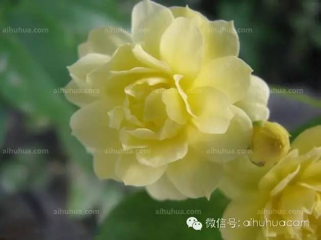 可以拿来饮用的花，送给爱美的你