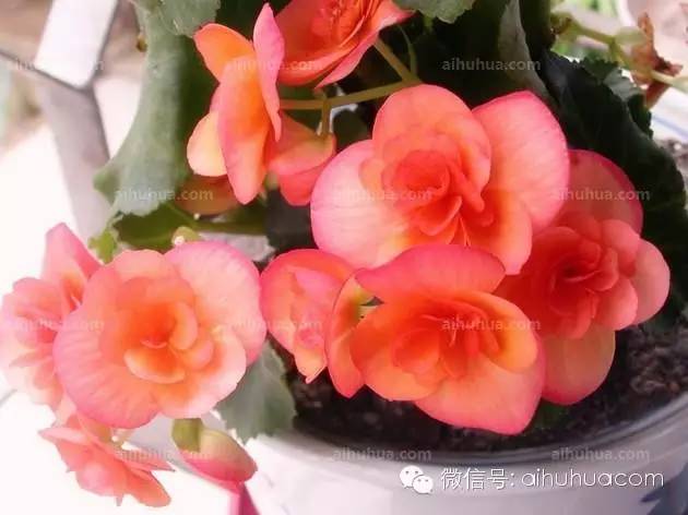 可以拿来饮用的花，送给爱美的你