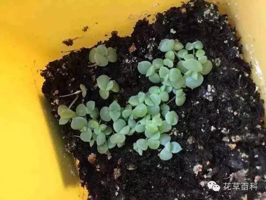 5大花卉繁殖法，让你轻松拥有一个花园！