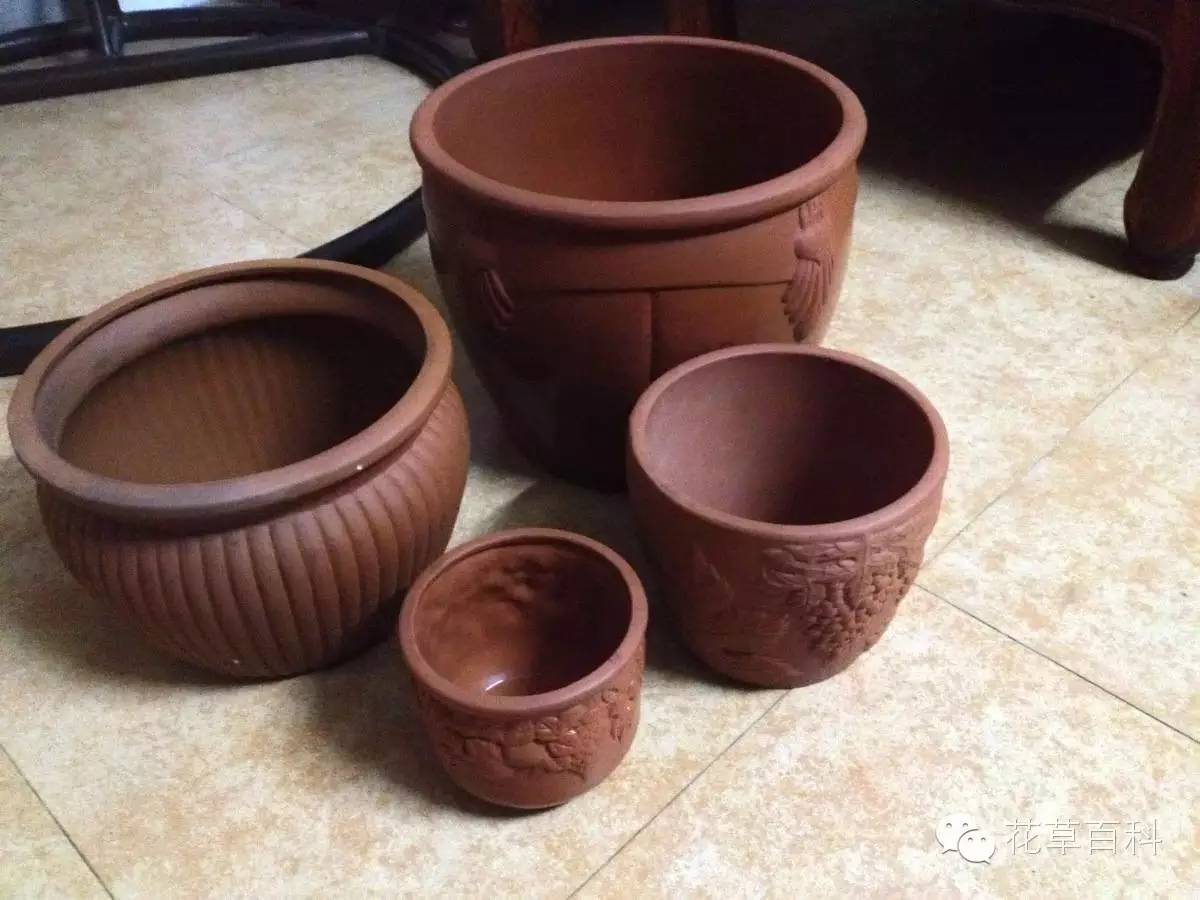 5大花卉繁殖法，让你轻松拥有一个花园！