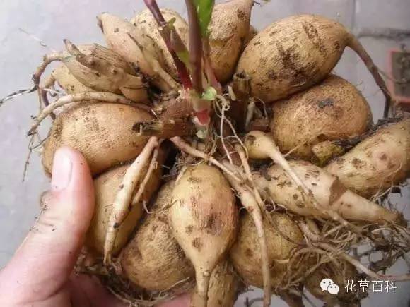 5大花卉繁殖法，让你轻松拥有一个花园！