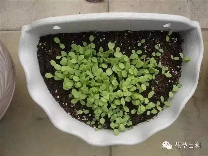 5大花卉繁殖法，让你轻松拥有一个花园！