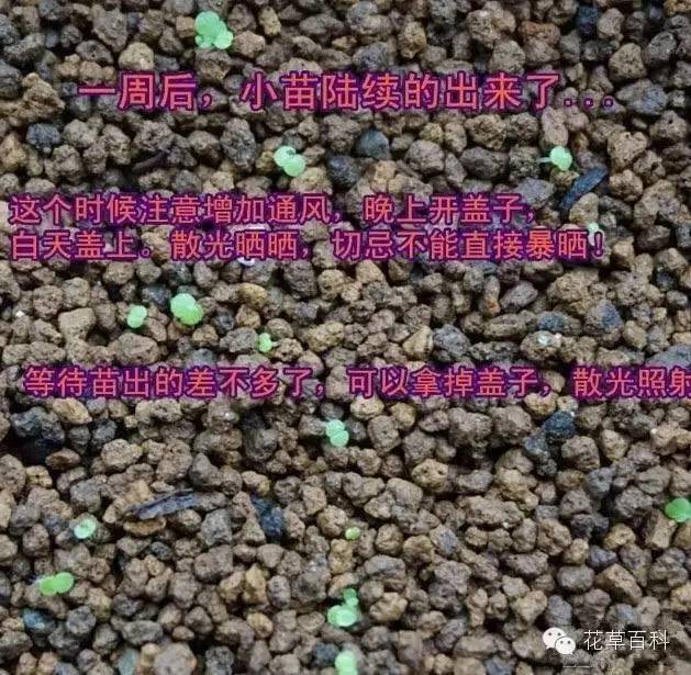 5大花卉繁殖法，让你轻松拥有一个花园！