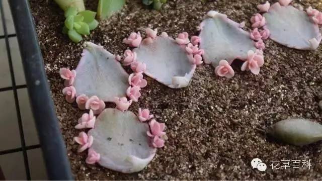 5大花卉繁殖法，让你轻松拥有一个花园！