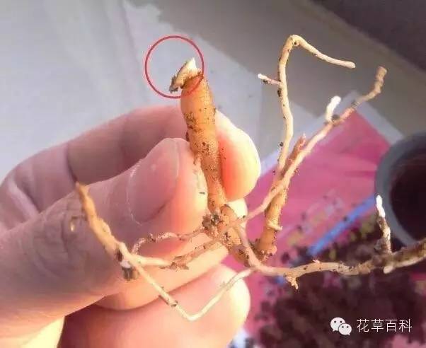 5大花卉繁殖法，让你轻松拥有一个花园！