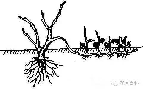 5大花卉繁殖法，让你轻松拥有一个花园！