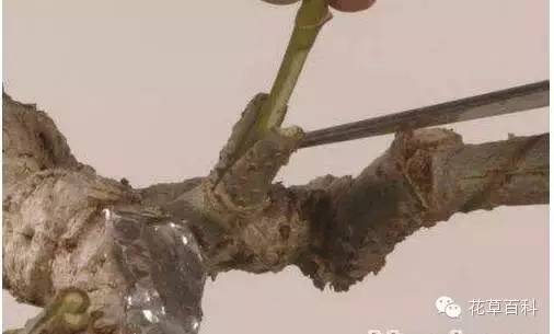 5大花卉繁殖法，让你轻松拥有一个花园！