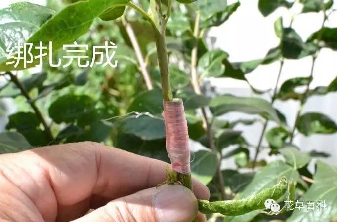 5大花卉繁殖法，让你轻松拥有一个花园！