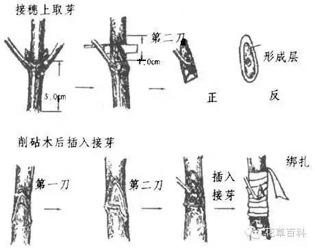 5大花卉繁殖法，让你轻松拥有一个花园！