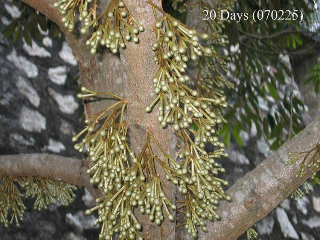 榴莲的生长全过程，太神奇了！太美了！真没见过~