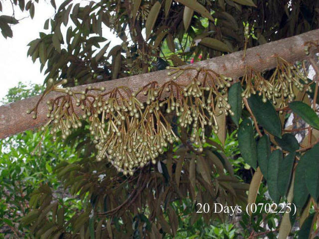 榴莲的生长全过程，太神奇了！太美了！真没见过~