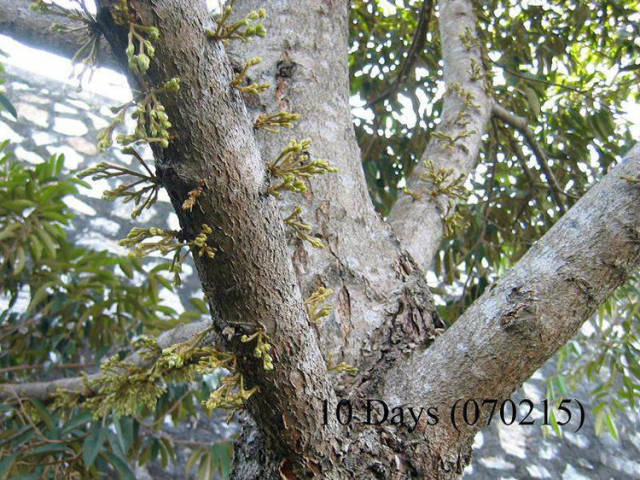 榴莲的生长全过程，太神奇了！太美了！真没见过~