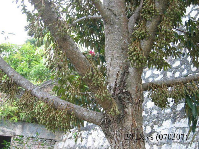 榴莲的生长全过程，太神奇了！太美了！真没见过~