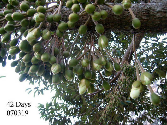 榴莲的生长全过程，太神奇了！太美了！真没见过~