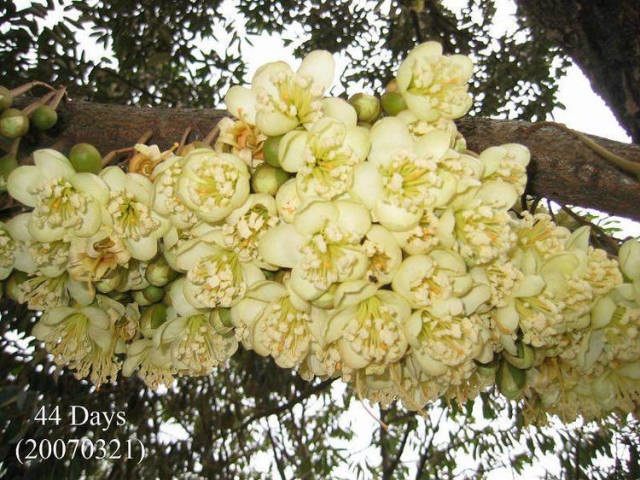 榴莲的生长全过程，太神奇了！太美了！真没见过~