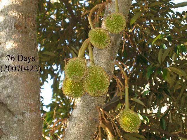 榴莲的生长全过程，太神奇了！太美了！真没见过~